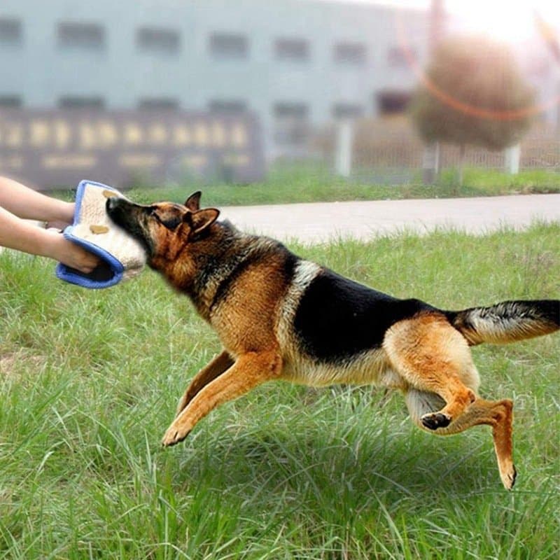 Household Fashion Tear-resistant Dog Training Supplies